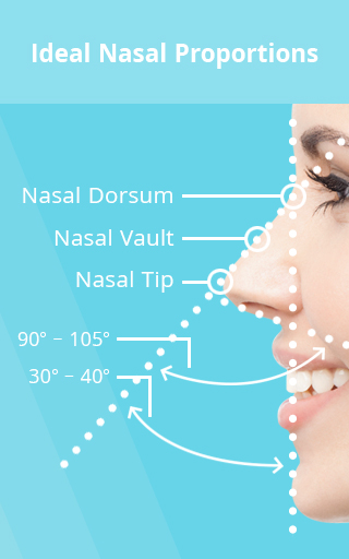 Illustration depicting balanced nasal proportions