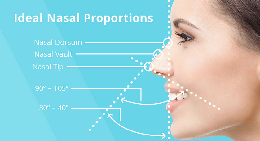 Illustration depicting balanced nasal proportions